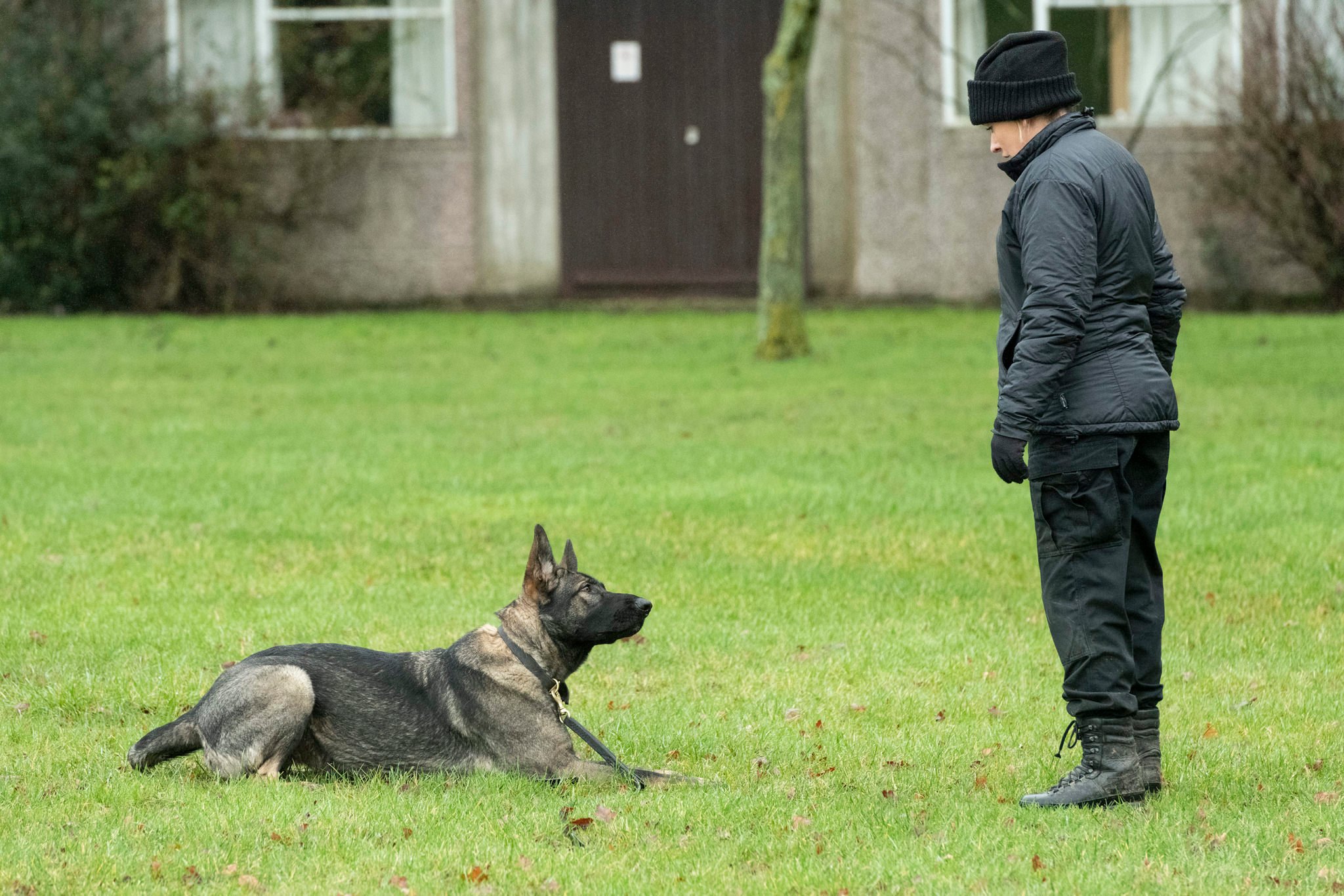 Police dog Cody working with his handler.