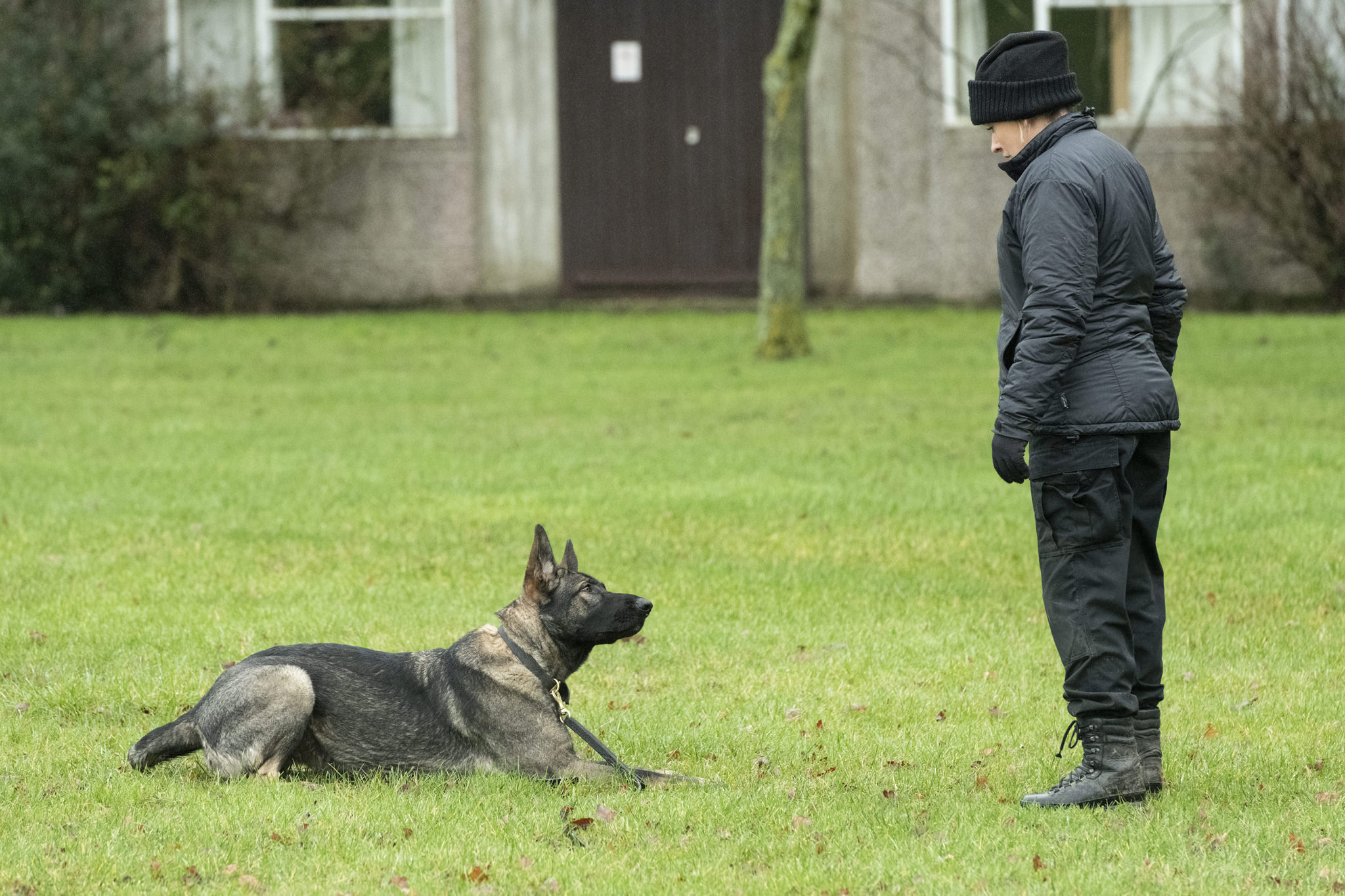 Police dog Cody working with his handler.